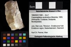 Foto (Objket + Etiketten) von Gastrodorus sp. 